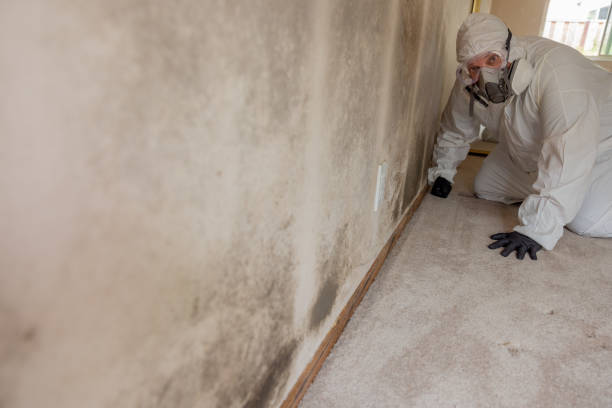 Best Water Damage & Mold Remediation  in Florence, AZ
